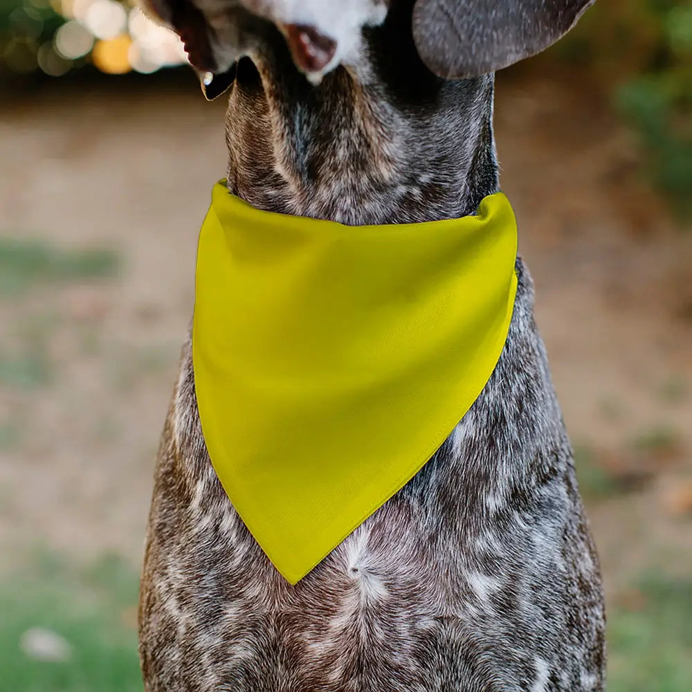 Pet Bandana - DO NOT PET Warning Yellows/Black - Pet Bandanas