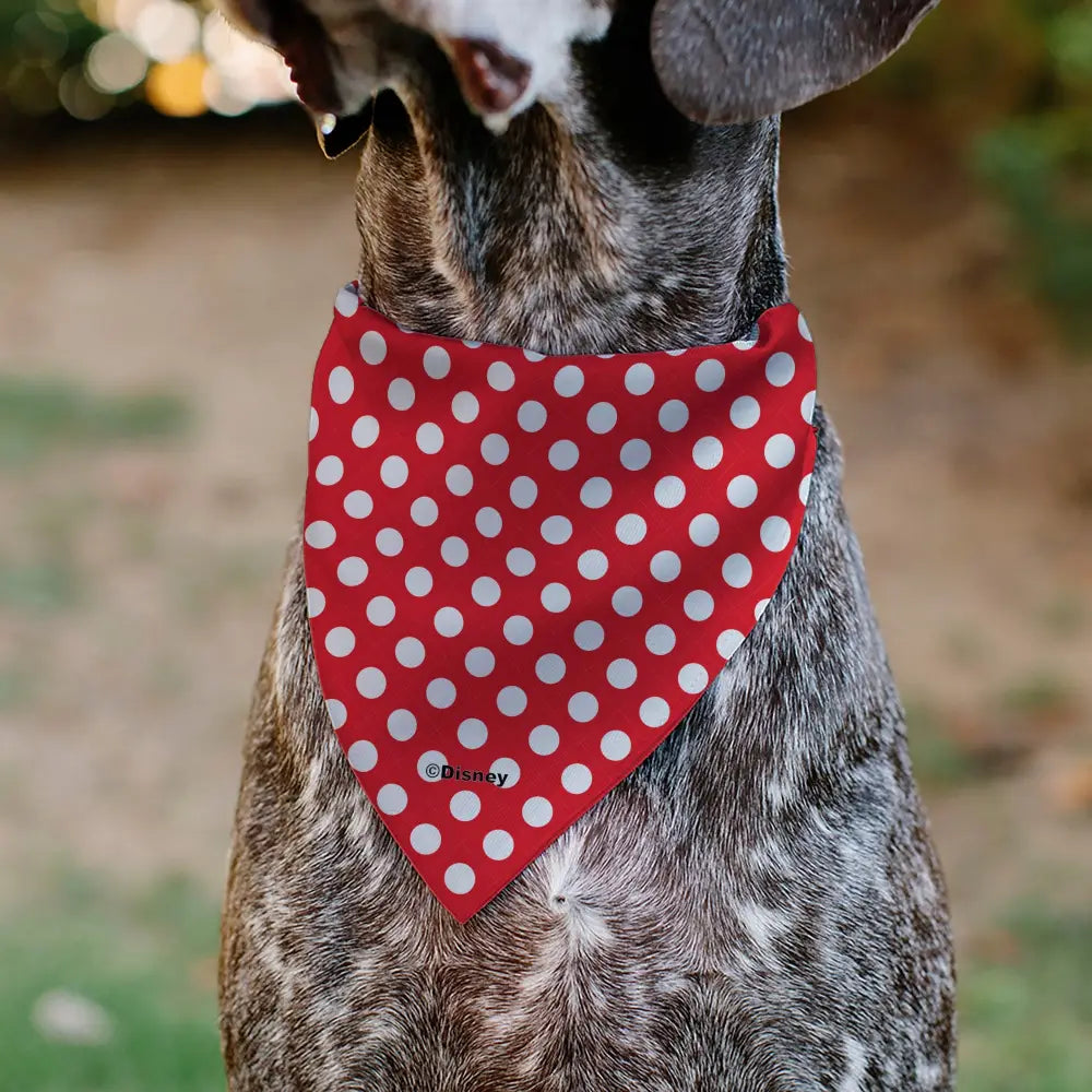 Pet Bandana - MINNIE MOUSE Autograph Script Polka Dot Red/White Pet Bandanas