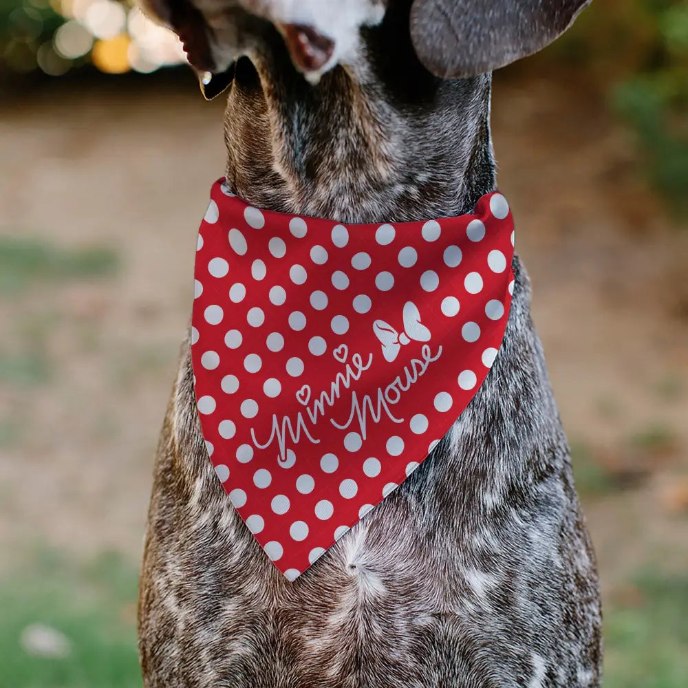 Pet Bandana - MINNIE MOUSE Autograph Script Polka Dot Red/White Pet Bandanas