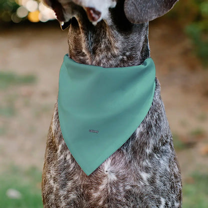 Pet Bandana - SCRUMP Text and Pose Light Blue - Pet Bandanas