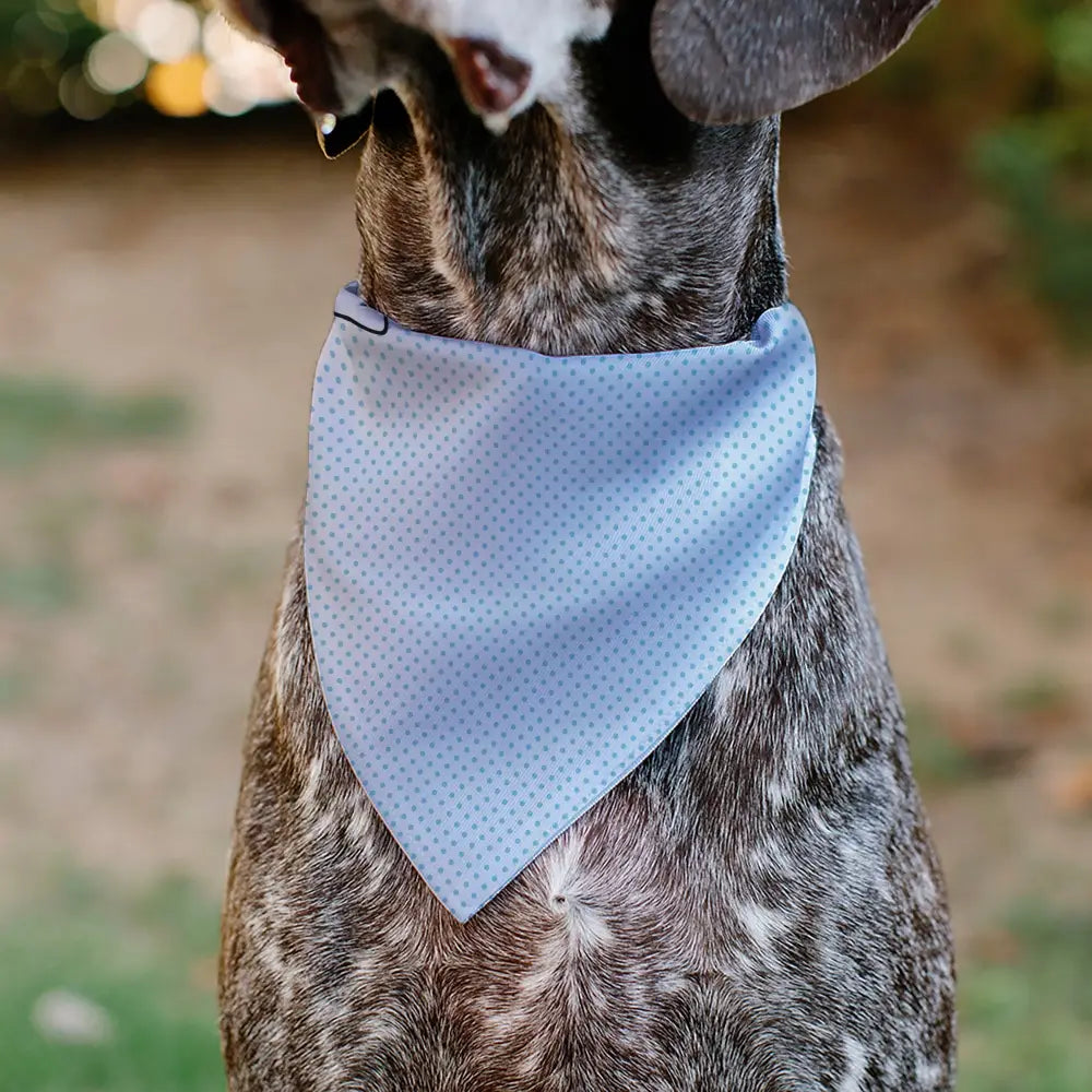 Pet Bandana - Lilo & Stitch Stitch Winking Pose and Polka Dots White/Blue Pet Bandanas